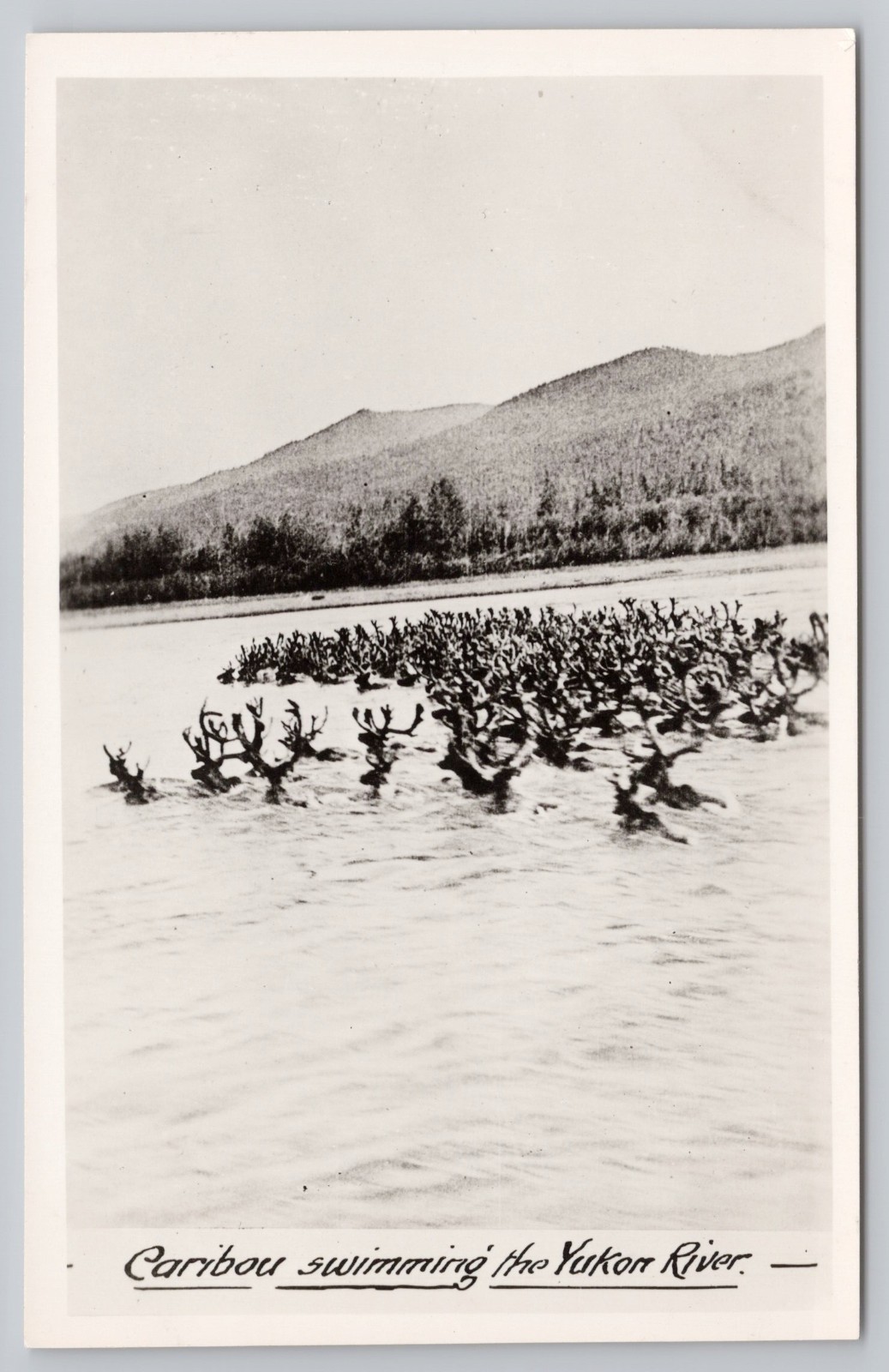 Vintage Yukon River Canada Postcard c.1930s Caribou Swimming Gowen Sutton