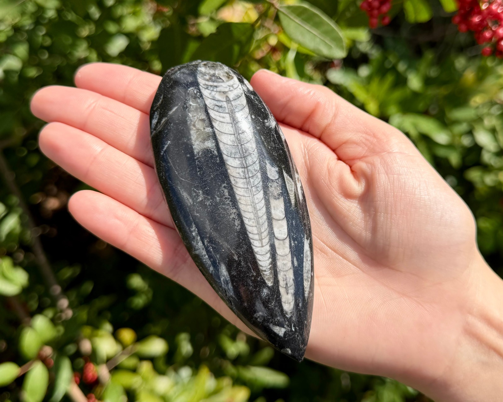 LARGE Orthoceras Fossils, Fossilized Ancient Cephalopod (465+ Million Years Old)