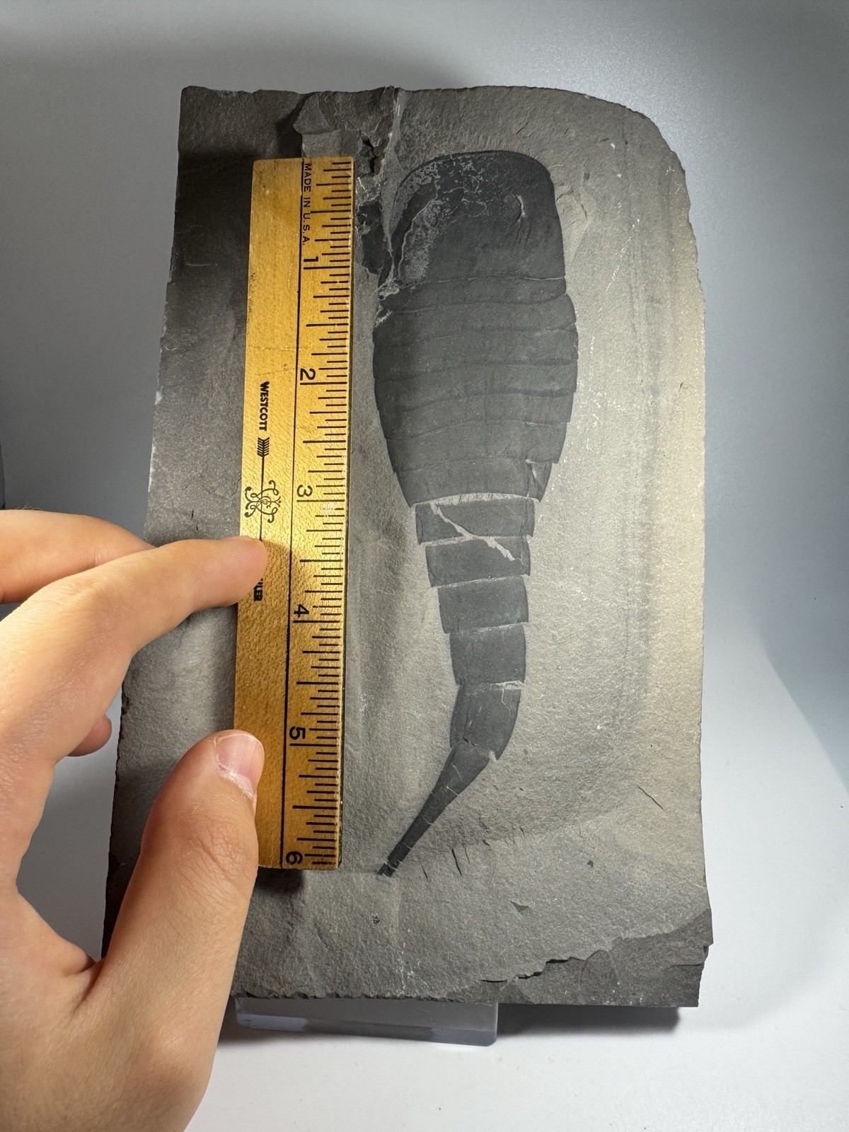 Huge 6 Inch Eurypterus Fossil Eurypterid Sea Scorpion New York