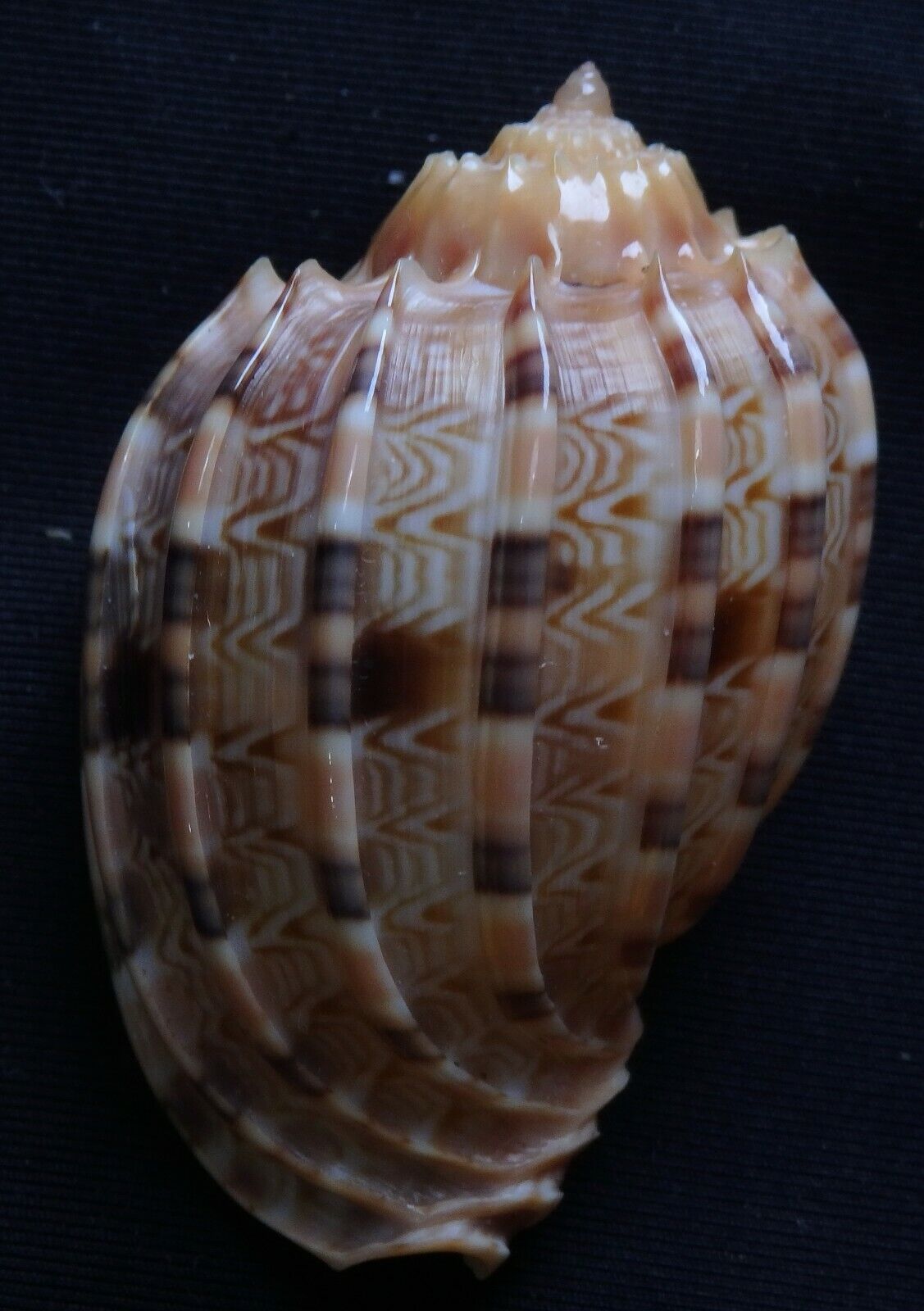 edspal shells- Harpa  kajiyamai   49.2mm F+++,, deep water sea shell ,gastropods