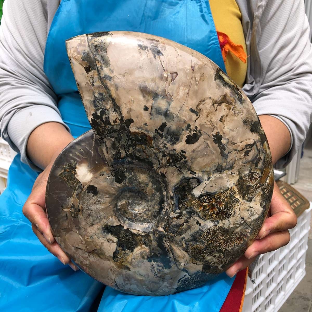 8.25LB Natural Ammonite Fossil Quartz Crystal Specimen Reiki Healing Collection