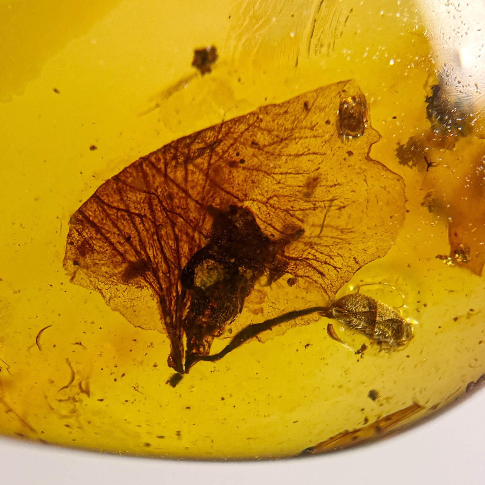 UNUSUAL FLOWER in Burmese / Burmite amber fossil / 100% genuine 