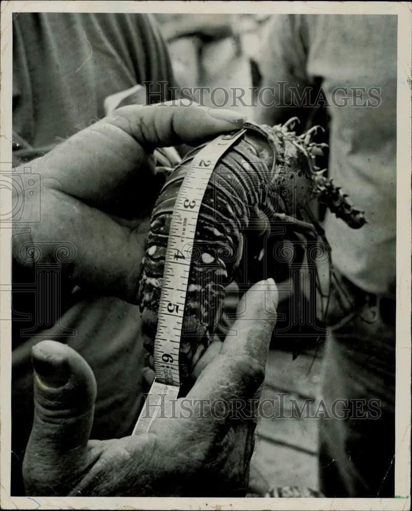 1964 Press Photo A six-inch lobster measured - lra16020 1964 Press Photo A six-inch lobster measured - lra16020
