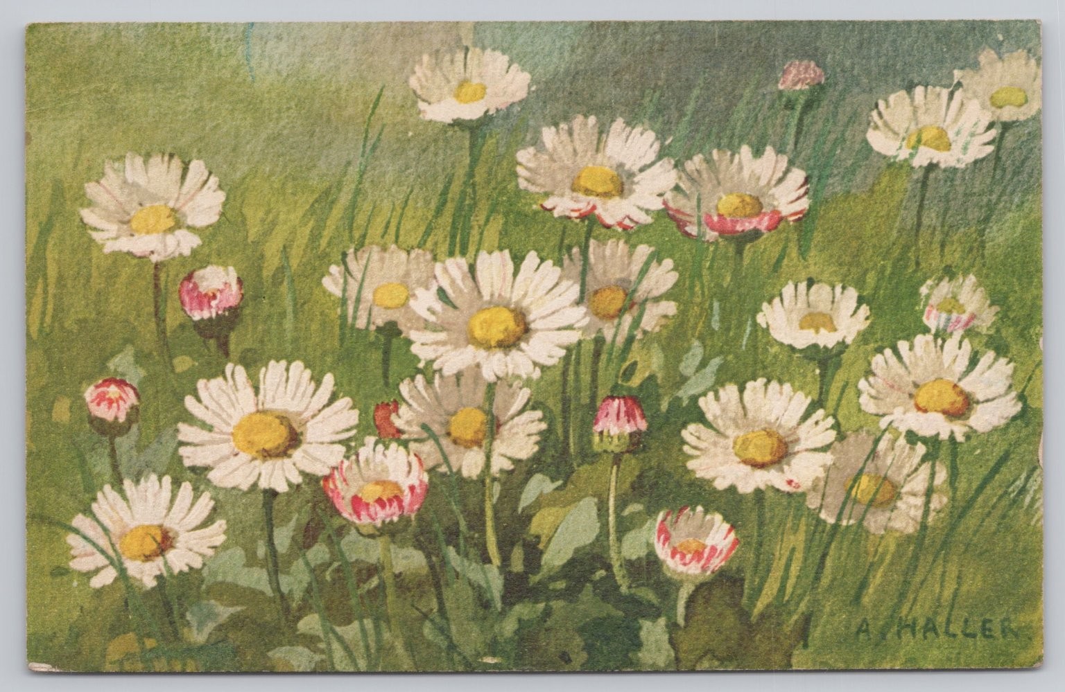Vintage Daisy Flowers Postcard A. Haller Art Swiss Vouga & Cie Genève Unposted