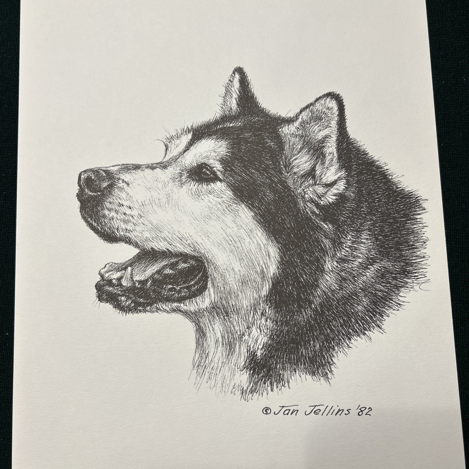 Alaskan Malamute  Vintage Print By Jan Jellins 8 X10