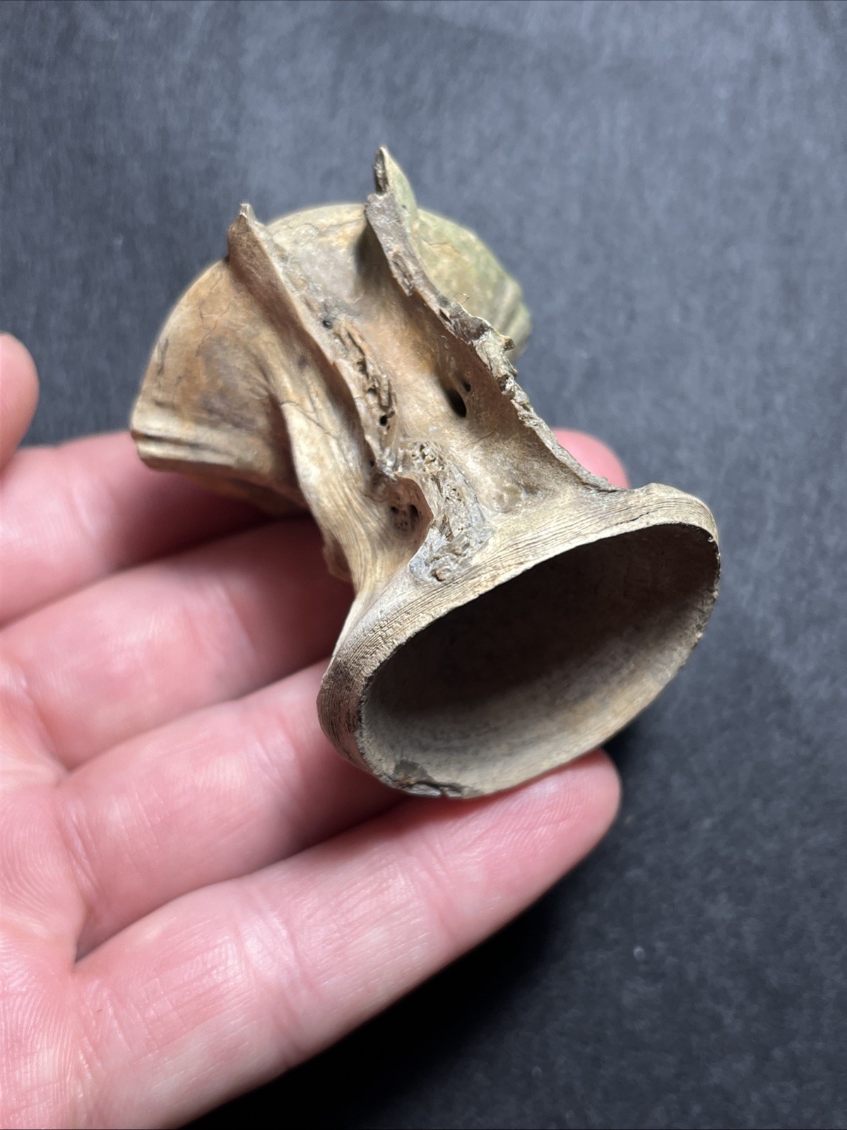 RARE MASSIVE Fossil Fish Vertebrae Charleston, SC - 1.97\ RARE MASSIVE Fossil Fish Vertebrae Charleston, SC - 1.97\