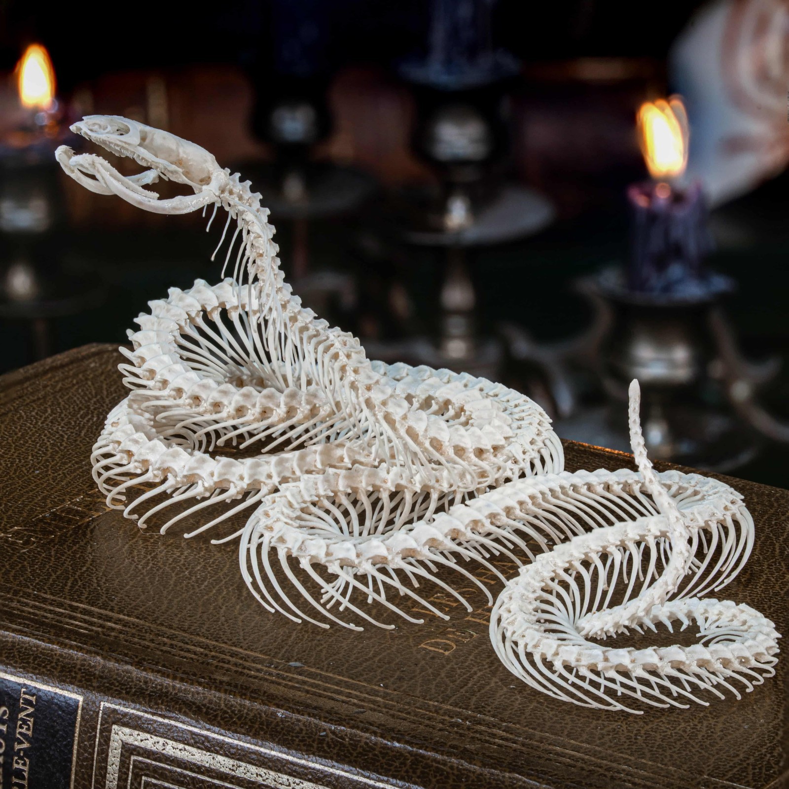 Real Snake Skeleton Taxidermy, Attack Pose, Standing up on realistic Diorama
