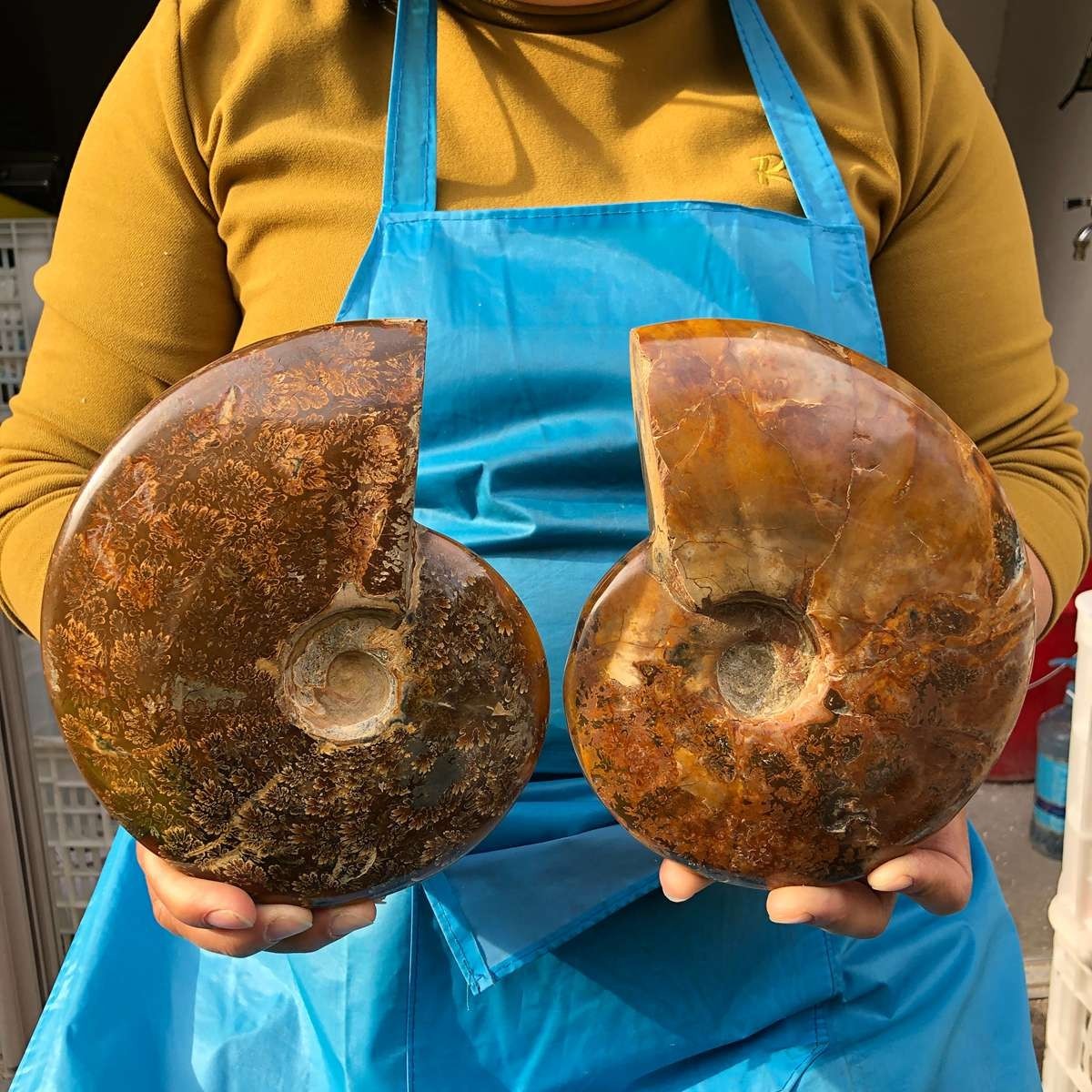 2pcs 5.61LB Polishing and Restoration of Natural Conch Specimens Madagascar 4667