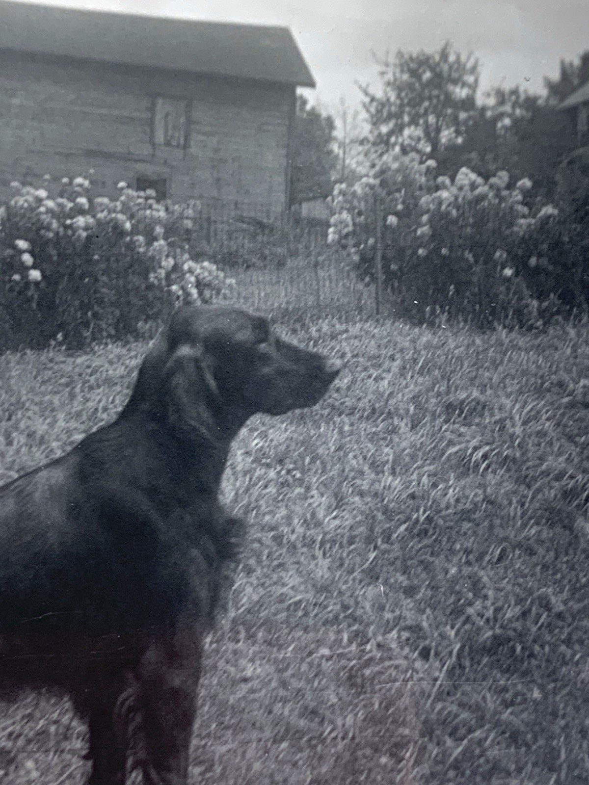 3 Vtg B&W snapshot photos Irish setter dog pet animals