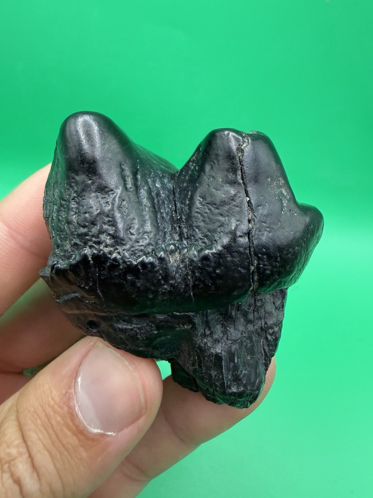 ULTRA RARE JUVENILE MASTADON TOOTH FOSSIL SOUTH CAROLINA
