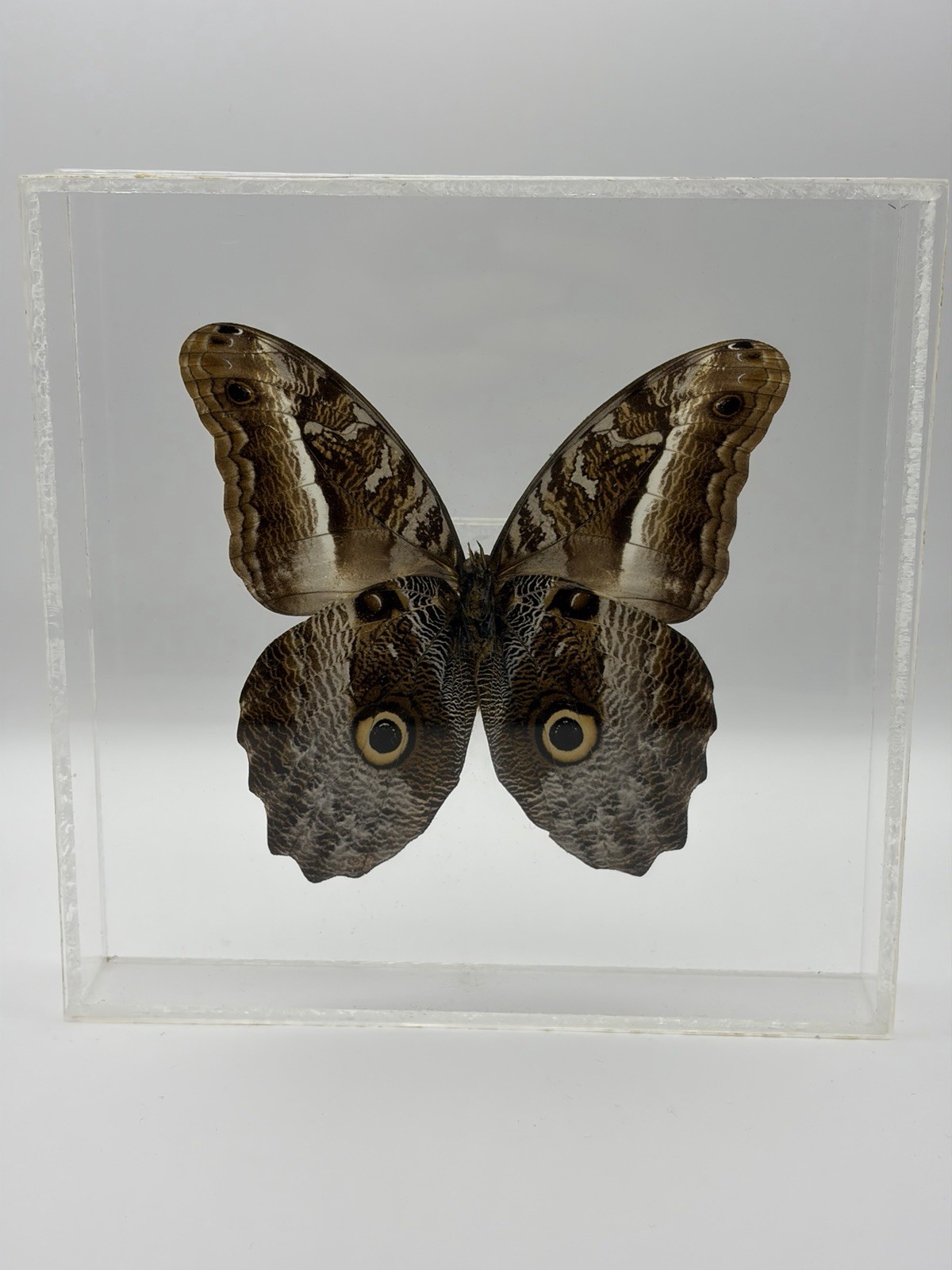 Caligo Owl Butterfly Mounted In Clear Acrylic Case Vtg Taxidermy 