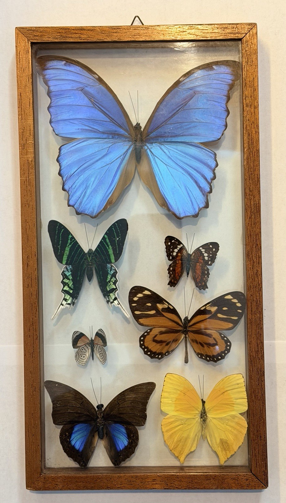 Vintage Framed Real Butterfly Collection Shadow Box Display Blue Morpho Set Of 7