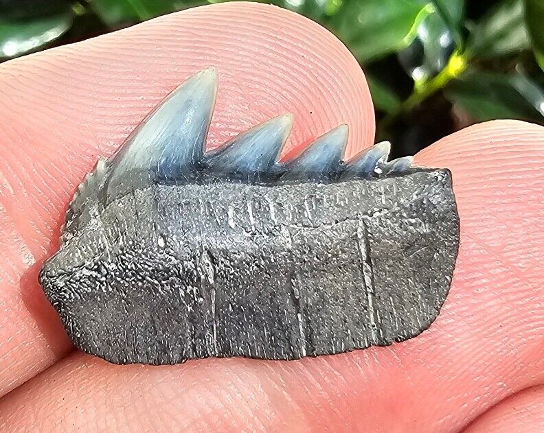 Lee Creek Cow Shark Tooth Fossil Notorynchus Cepedianus