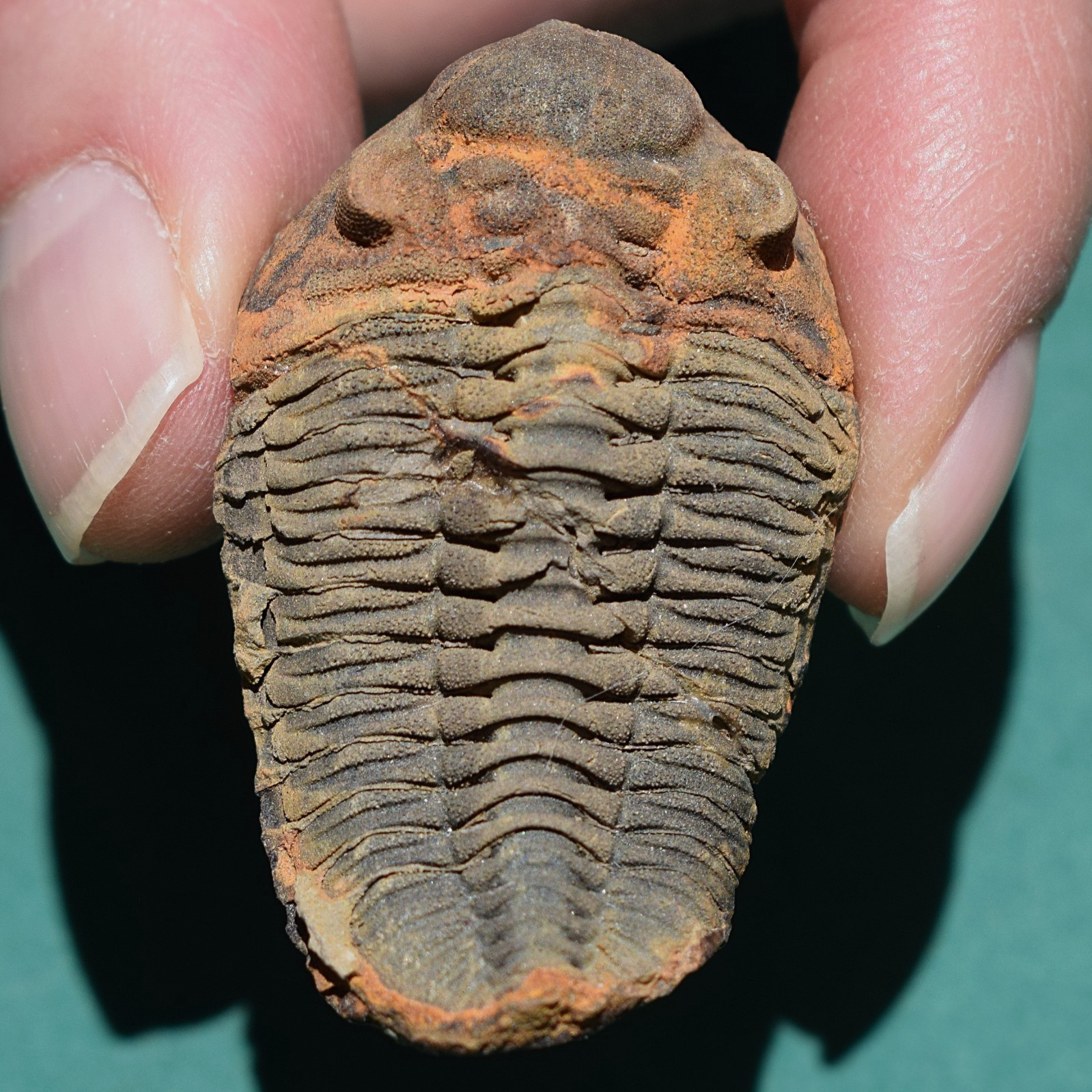 Trilobite, Eldredgeia venustus: Bolivia devonian trilobite fossil