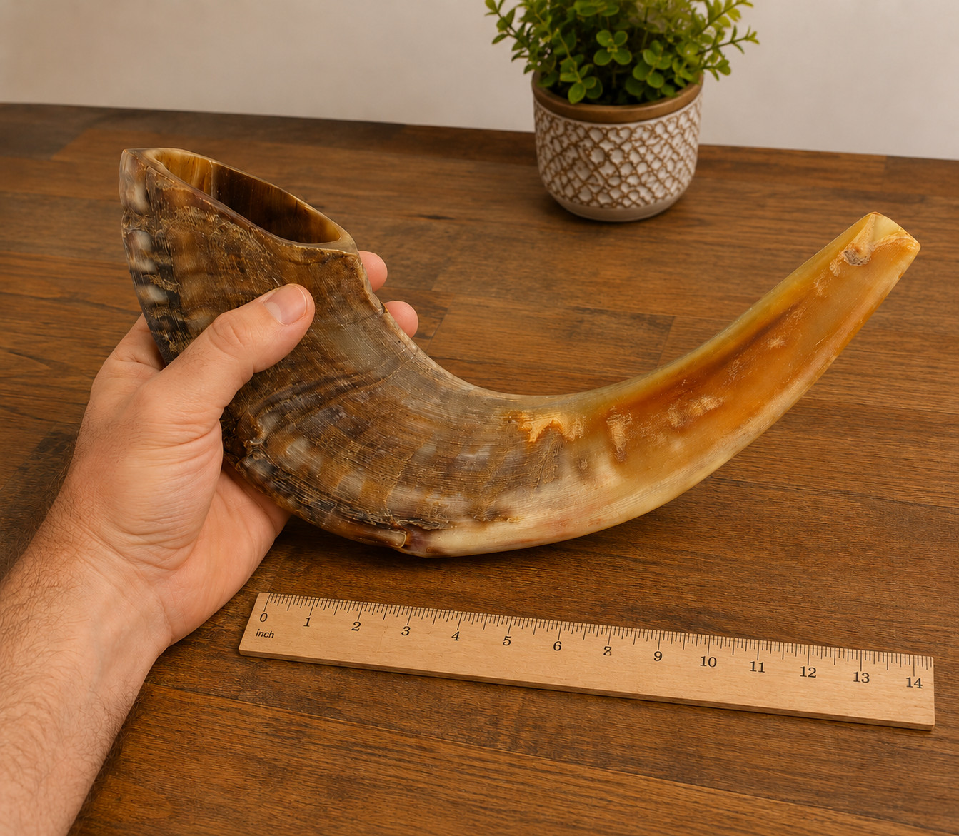 Kosher Ram Horn Shofar, Half Polish 12-16 Inch Judaism Worship Prayer Instrument Kosher Ram Horn Shofar, Half Polish 12-16 Inch Judaism Worship Prayer Instrument