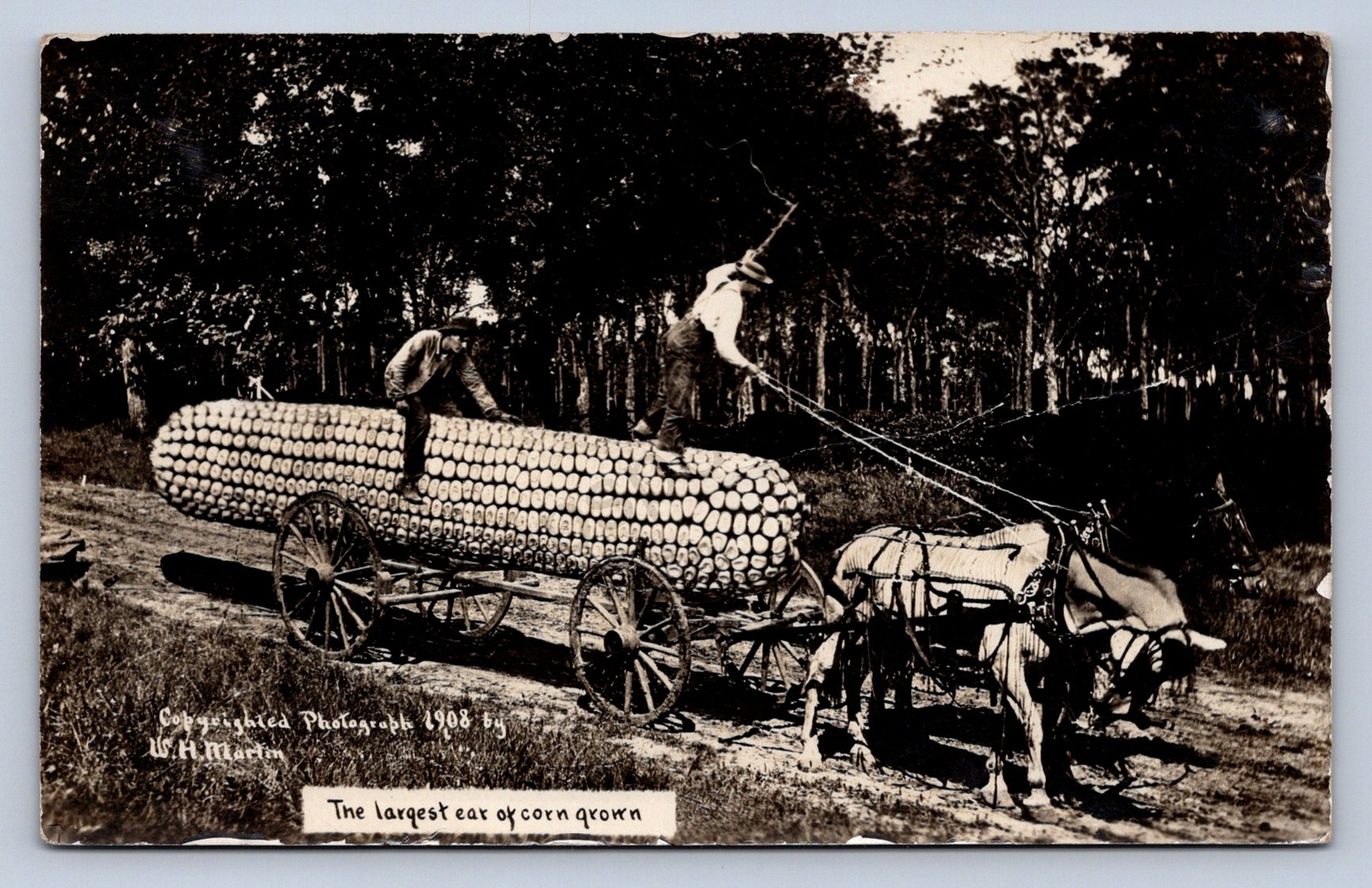 K2/ Schenectady New York RPPC Postcard c1910 Martin Exaggeration Corn  253