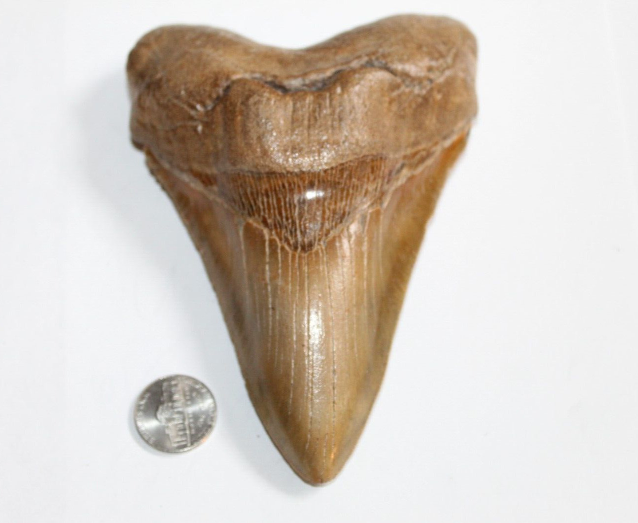MEGALODON Fossil Giant Shark Tooth No Repair Natural 5.62\