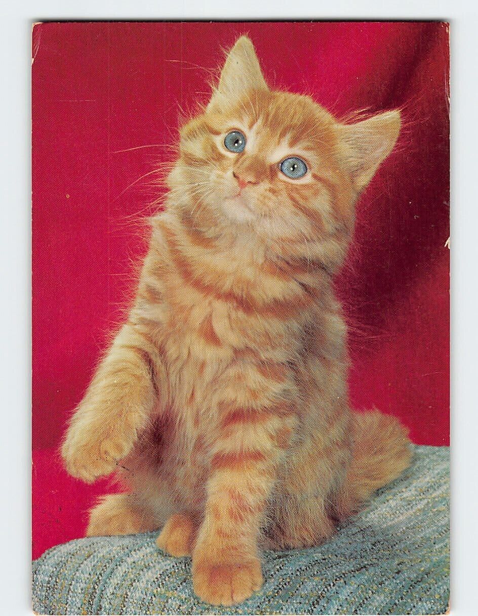 Postcard An Orange Cat