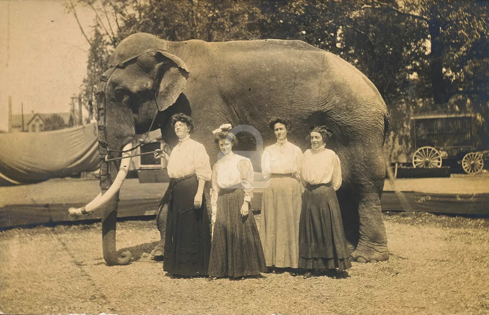 Four Women with White Bouses Pose with Elephant RPPC Postcard Copy Four Women with White Bouses Pose with Elephant RPPC Postcard Copy