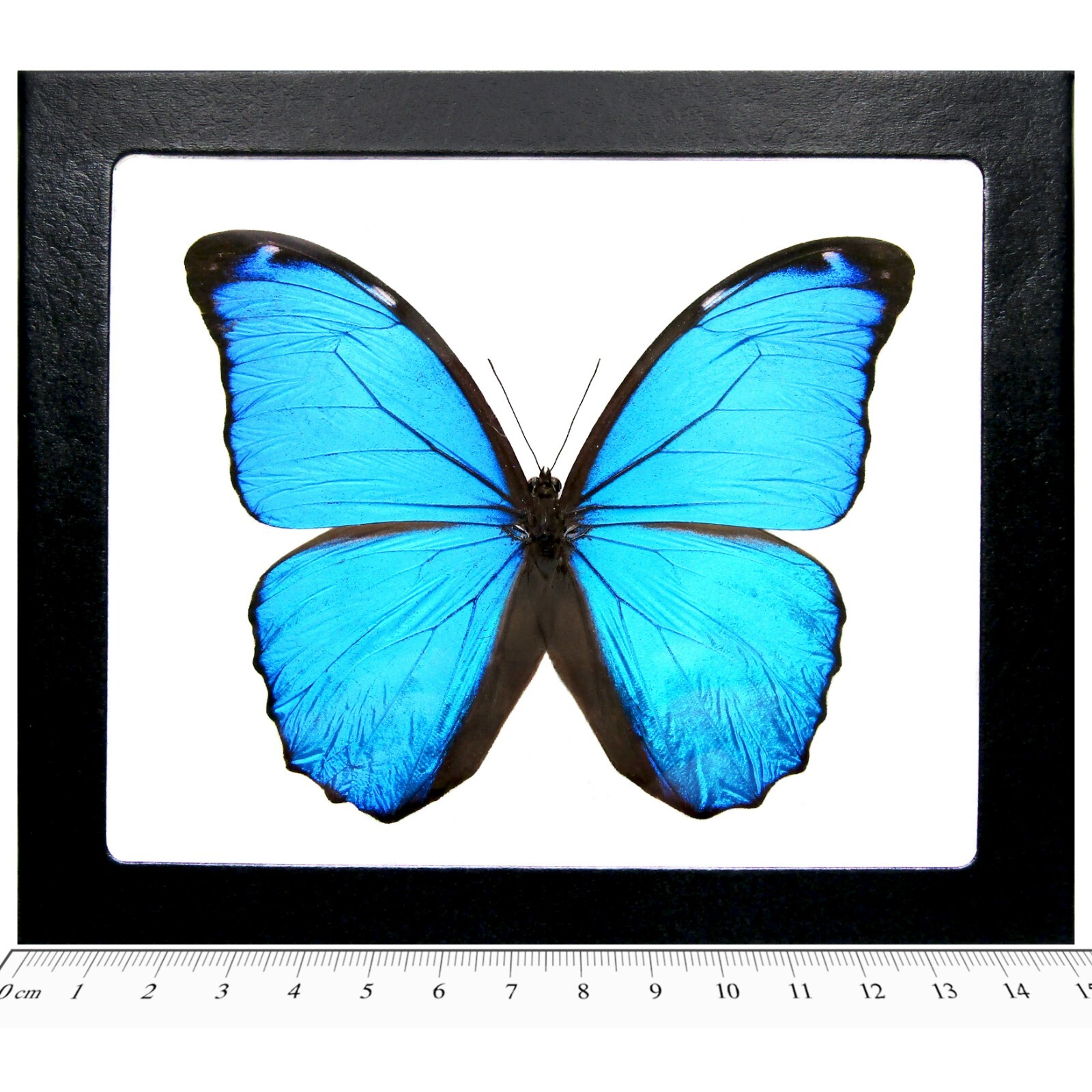 Morpho mene REAL FRAMED BUTTERFLY BLUE PERU FRAMED