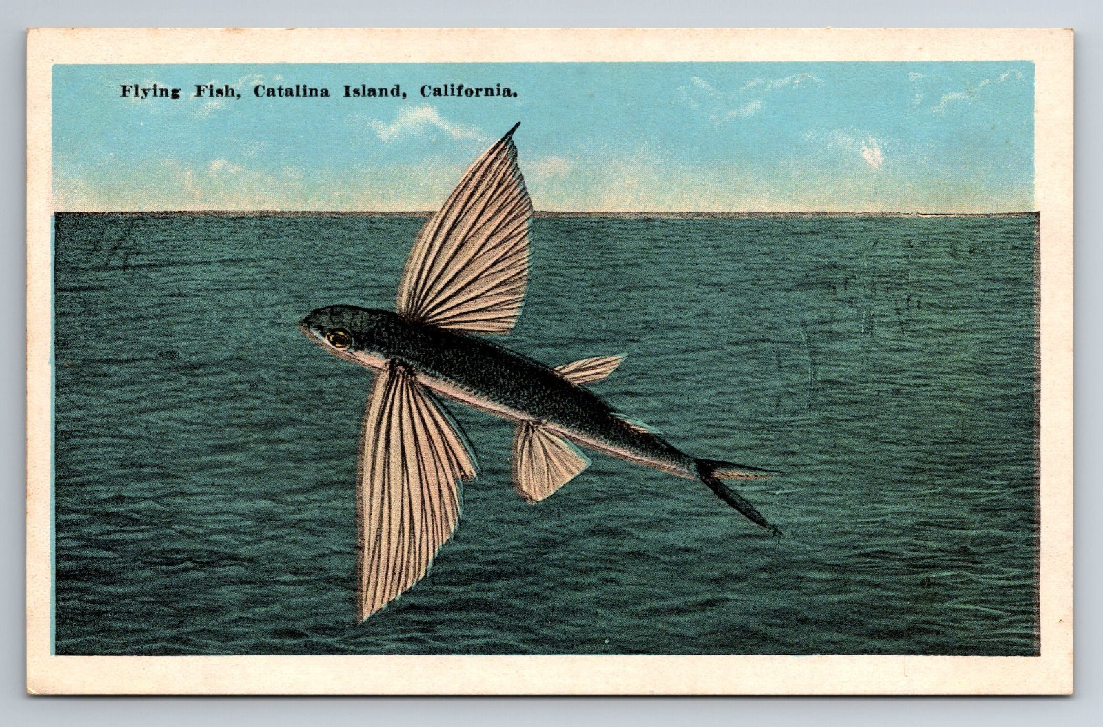 CA, Catalina Island, Flying Fish, Vintage Postcard CA, Catalina Island, Flying Fish, Vintage Postcard
