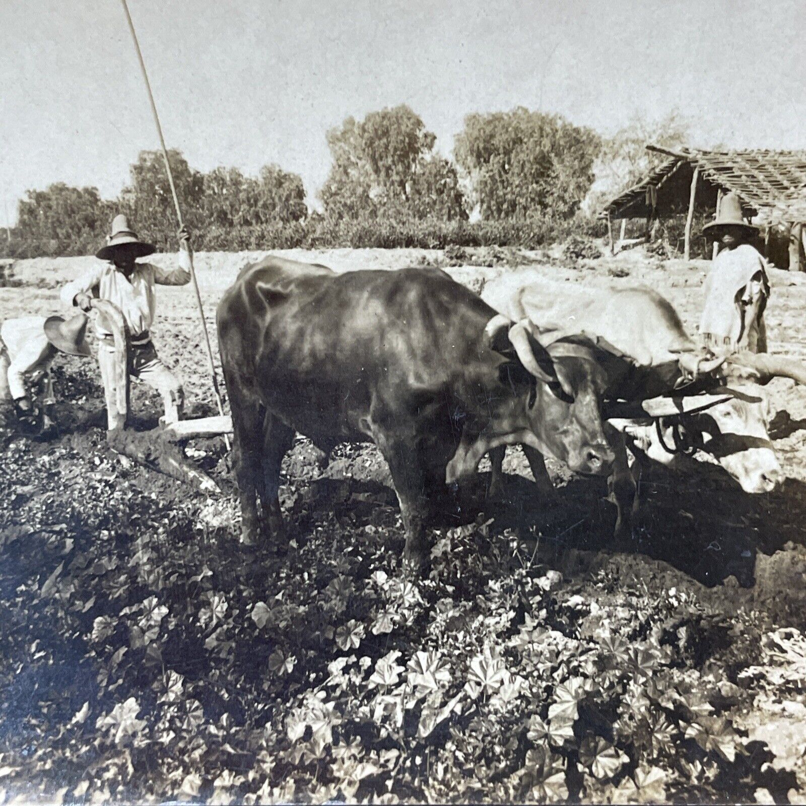 Antique 1909 Oxen Plowing Fields In Mexico Stereoview Photo Card V3308