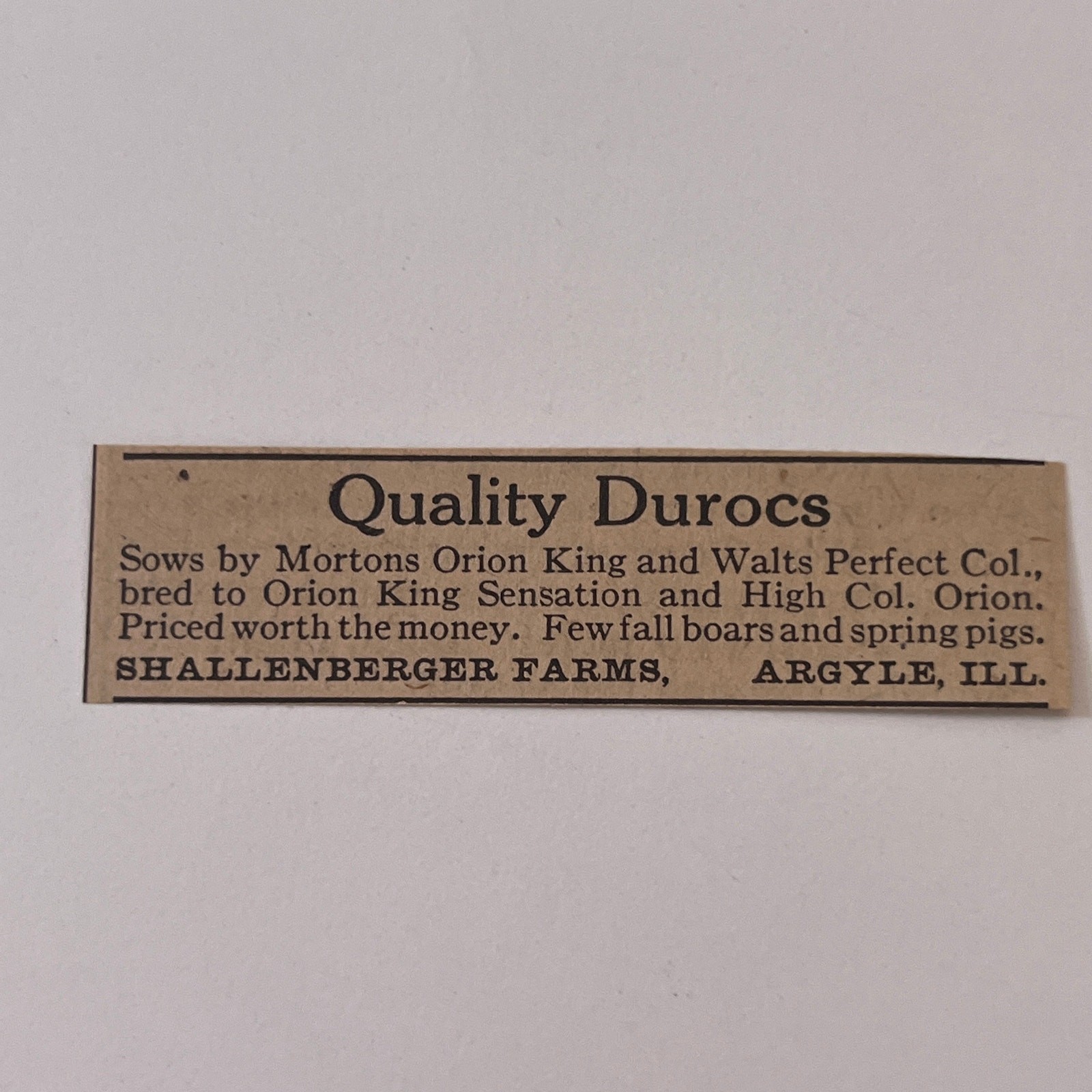 Shallenberger Farms Quality Durocs Mortons Orion King Argyle IL 1923 Ad SAG8-S13 Shallenberger Farms Quality Durocs Mortons Orion King Argyle IL 1923 Ad SAG8-S13