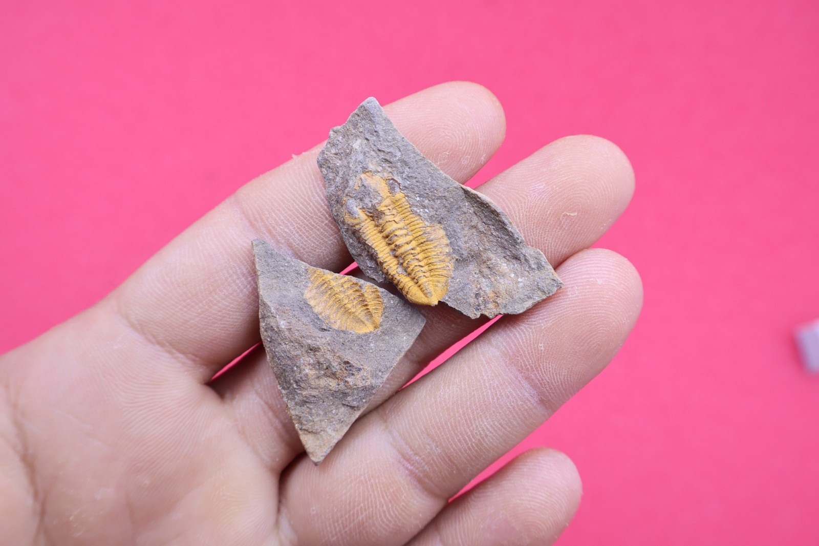 Rare Ormathops Trilobite Fossil from the Lower Ordovician(485–470 Million Years)
