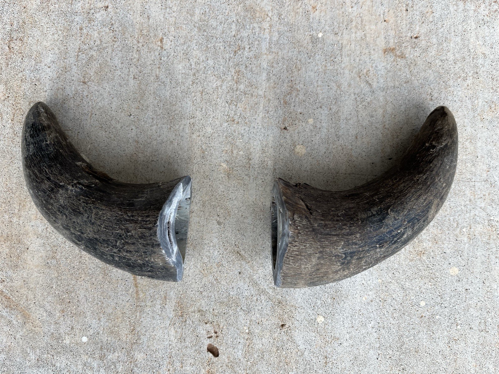 STEER HORN 5 Inch UnPOLISHED Pair BULL COW Horn