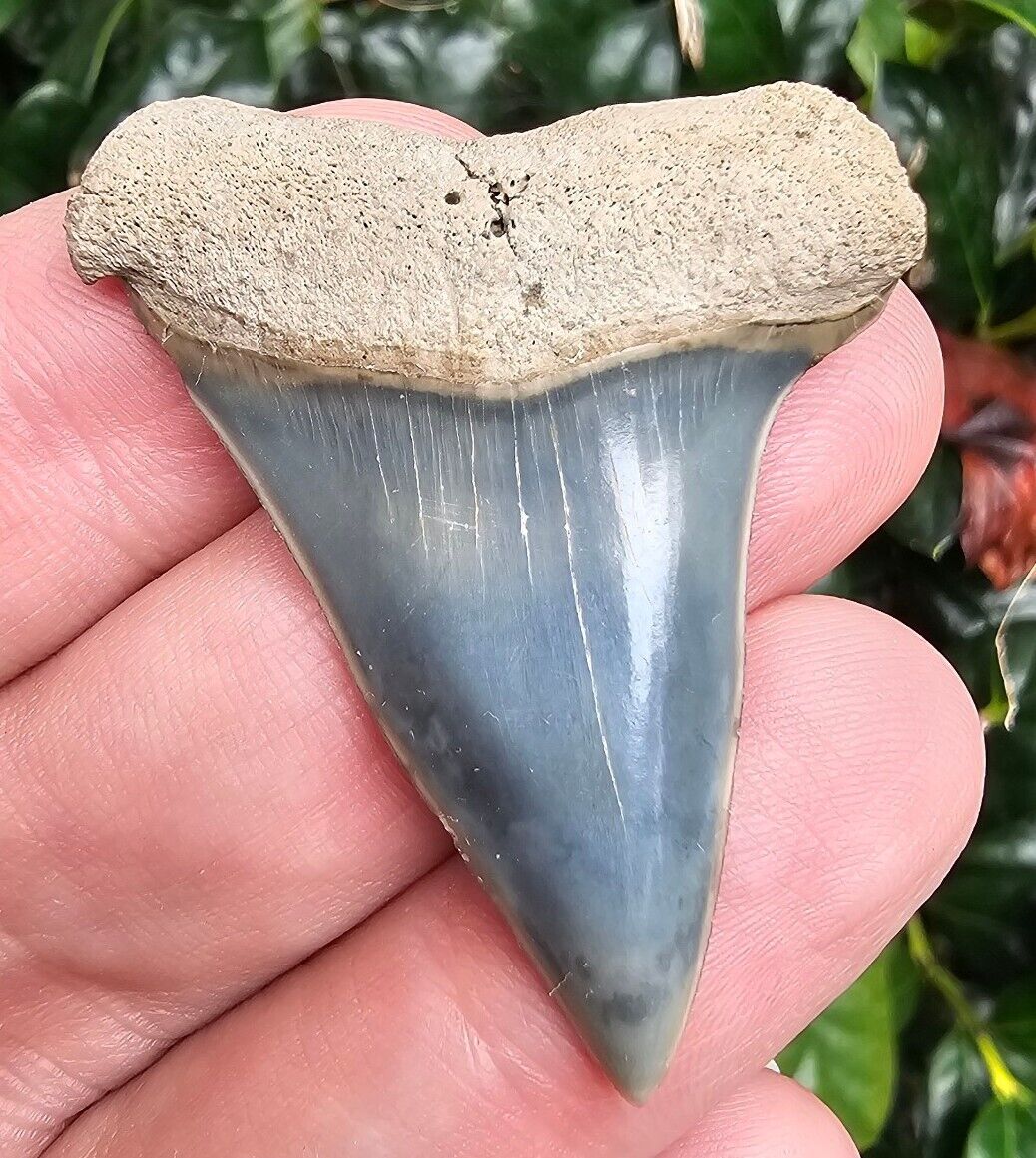 Blue Aurora North Carolina Hastalis Shark Tooth Fossil Lee Creek Not Great White