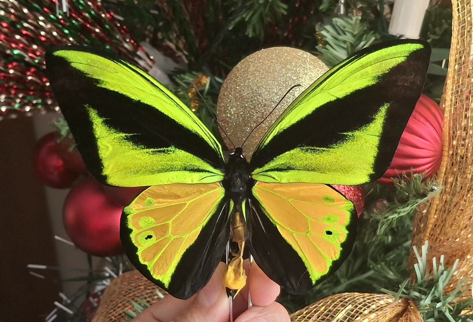 ORNITHOPTERA GOLIATH SANSOM GREEN & YELLOW NEW ARRIVAL.