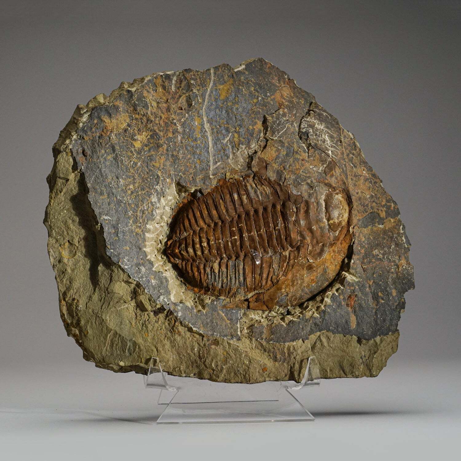 Genuine Trilobite (Ptychopariida) fossil on Matrix with acrylic display stand (1