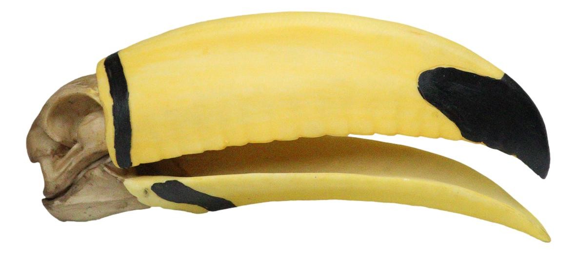Realistic Faux Toco Toucan Skull with Yellow and Black Beak Sculpture 9\