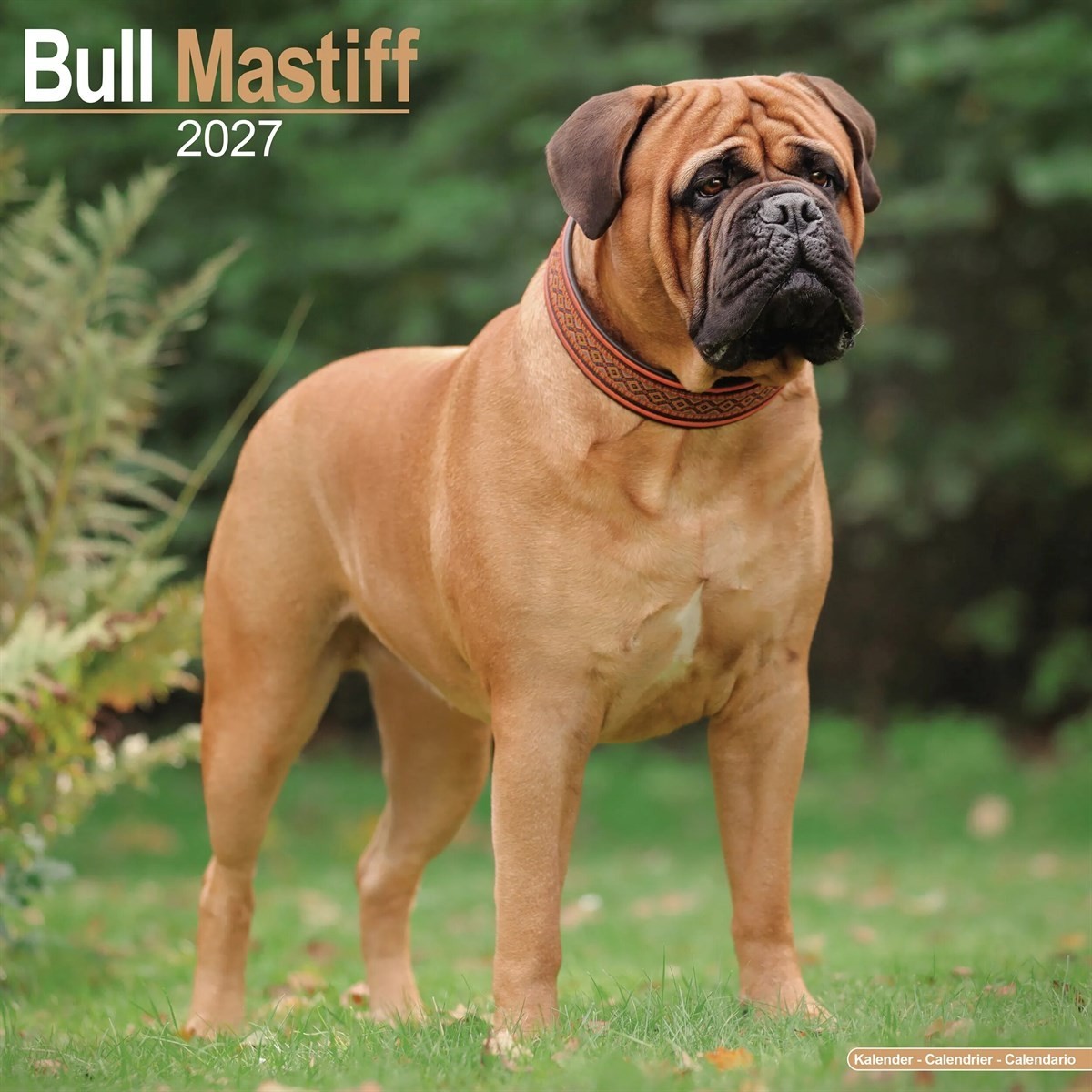 Bullmastiff Calendar 2027 Dog Photography Wall Calendar