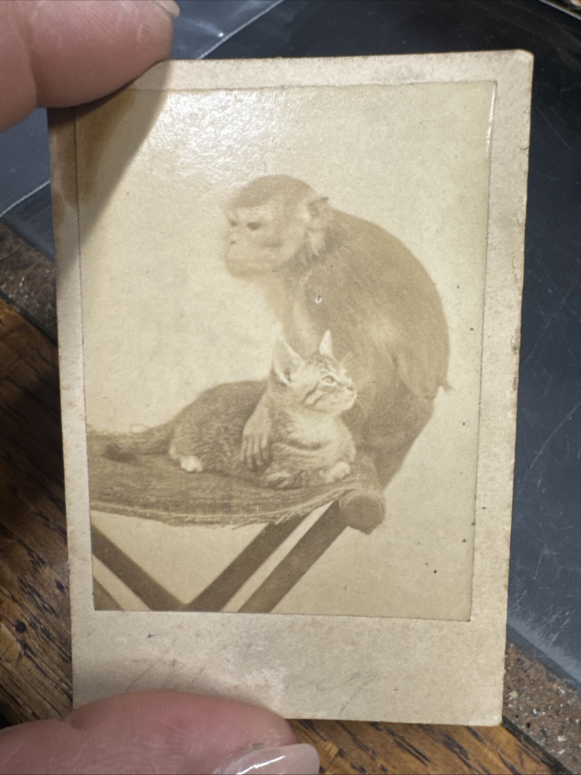 CIRCA 1860s CABINET CARD CHIMPANZEE MONKEY & CAT