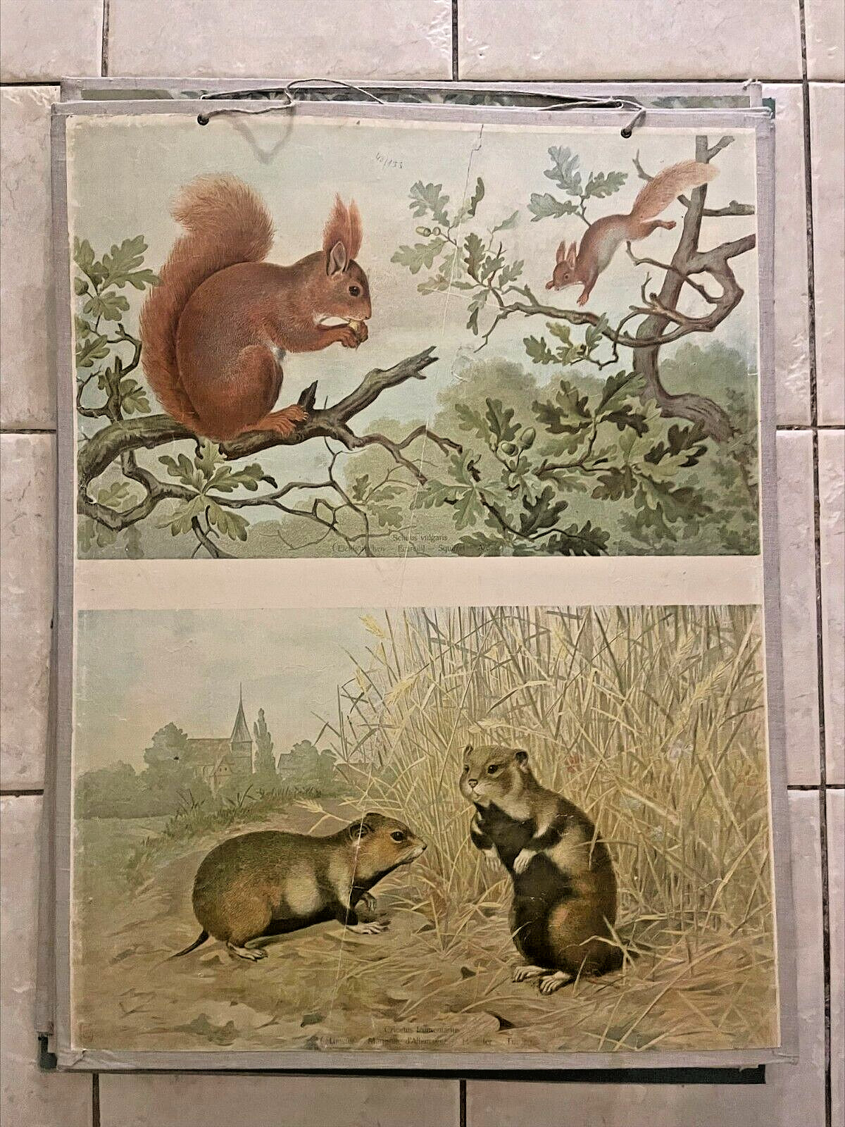 Original vintage zoological hard  school chart of squirrel and a ground squirrel