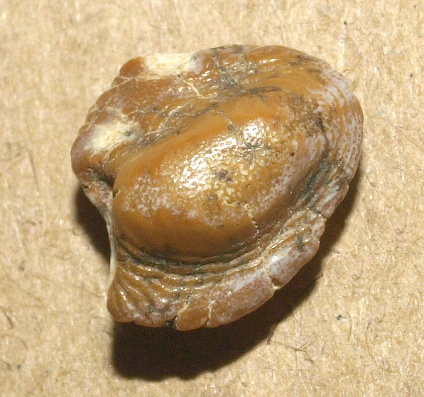 Lovely Rooted tooth -Ptychodus anonymus, Cenomanian of Ryazan reg., Russia