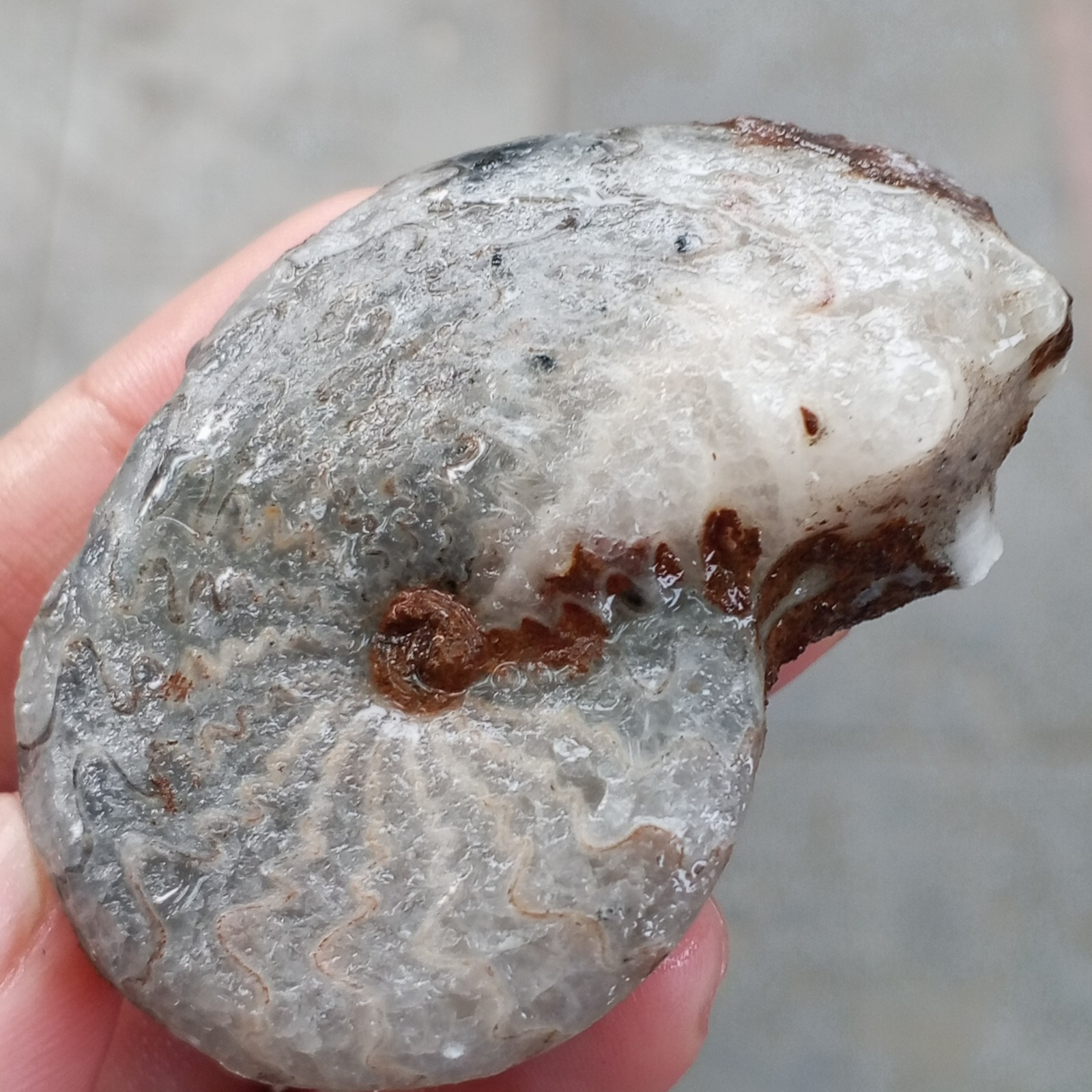 Extreme Rare 60g Whole SUTURE Thin Ammonite Fossil BLACK Calcite Rough Mollusca
