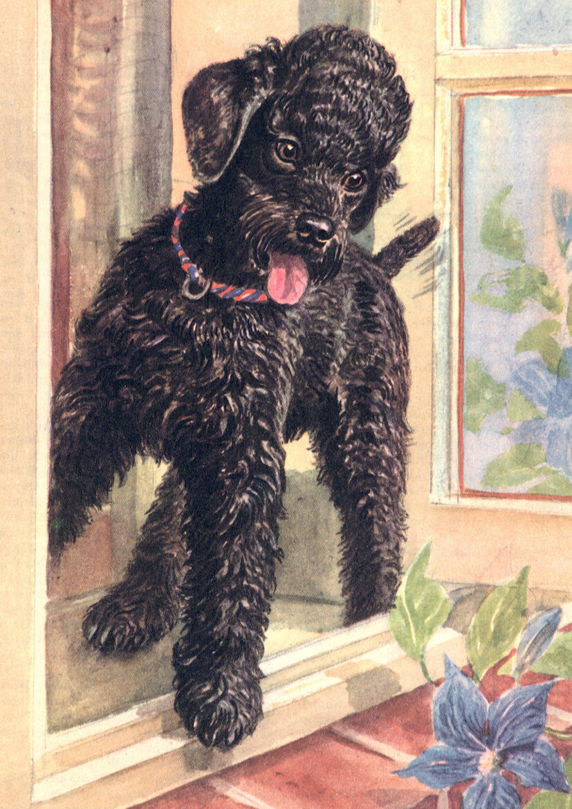 POODLE CHARMING DOG GREETINGS NOTE CARD BEAUTIFUL BLACK DOG STANDS IN WINDOW
