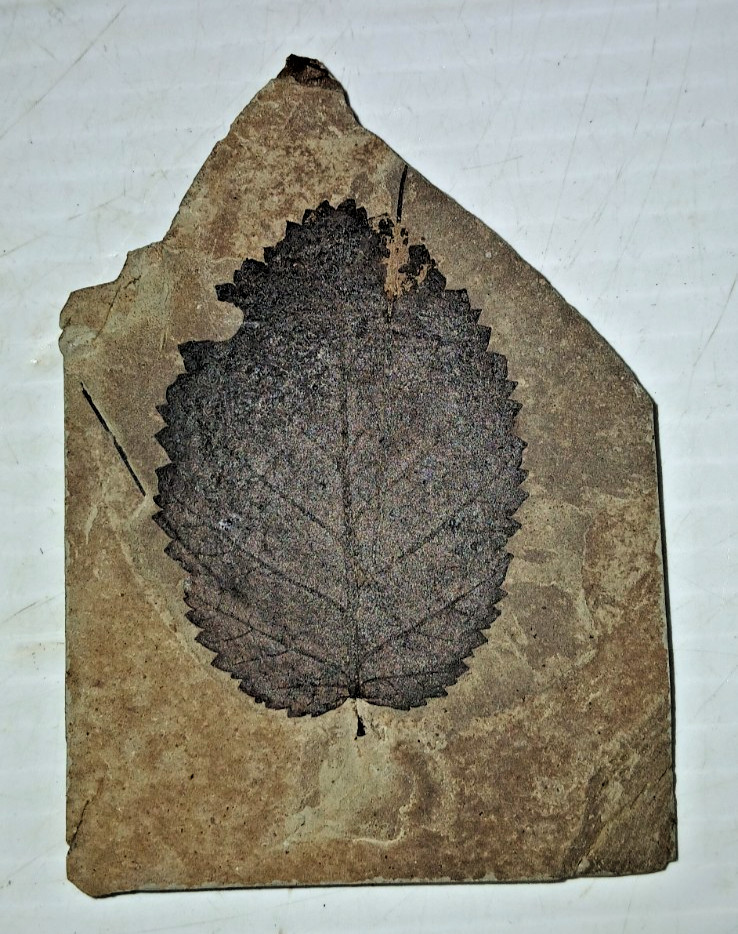 Eocene Leaf Fossil Green River Formation?