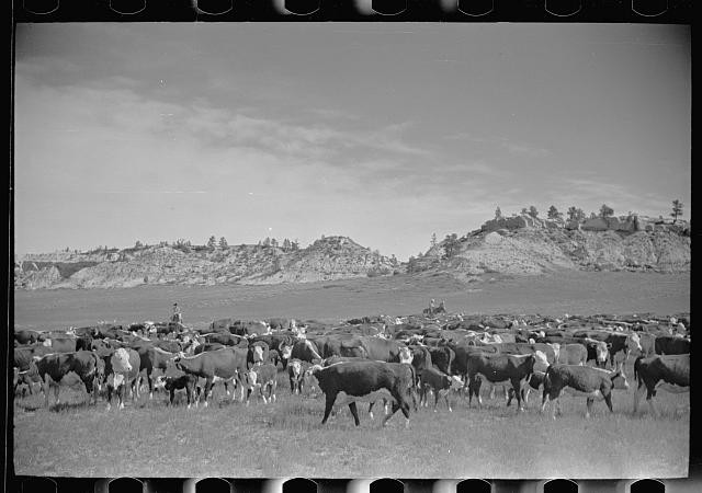 Photo:Montana 1939 Burton Brewster Quarter Circle U Ranch roundup cattle