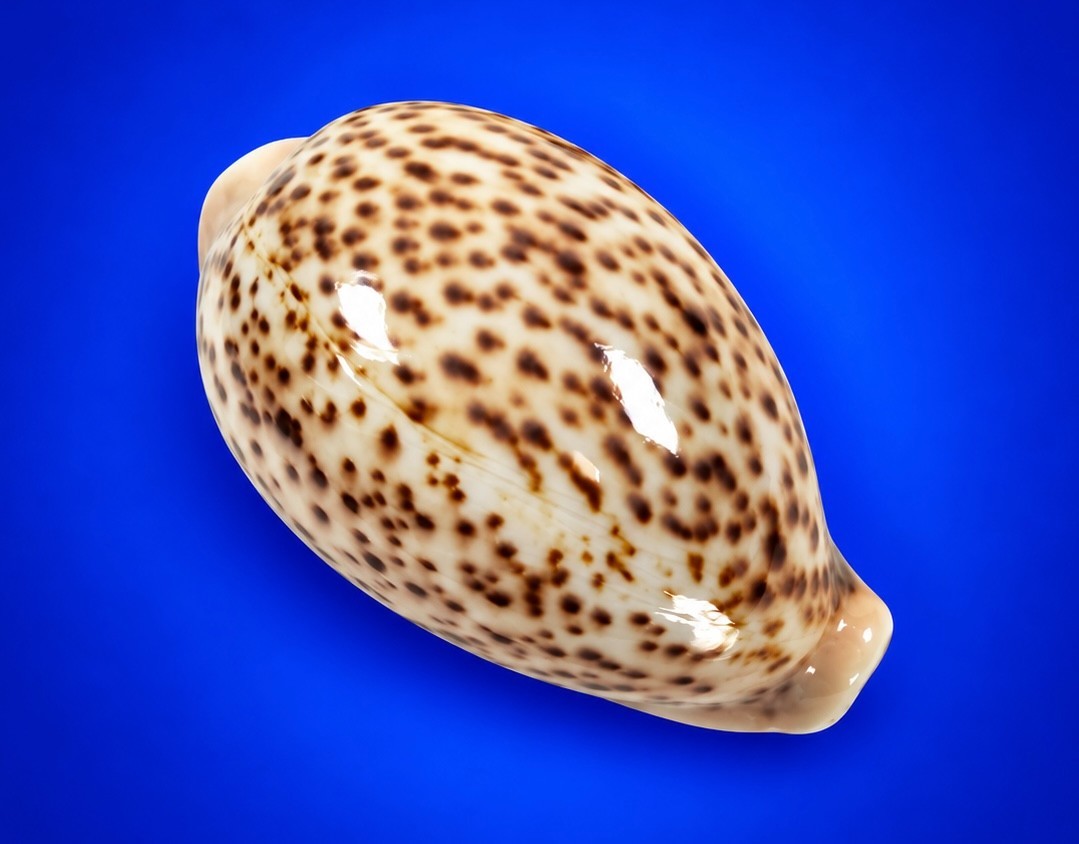 Cypraea pantherina 64.7mm Panther Cowrie Shell Red Sea Specimen w/data label