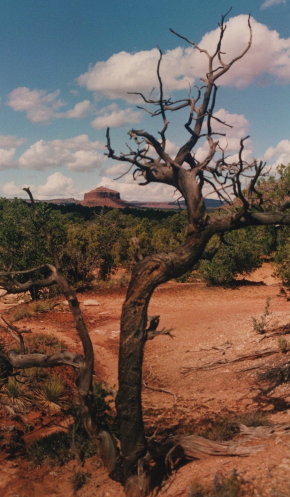 1990s Twisted Dead Tree Red Rock Mesa Desert Southwest Scenic Landscape