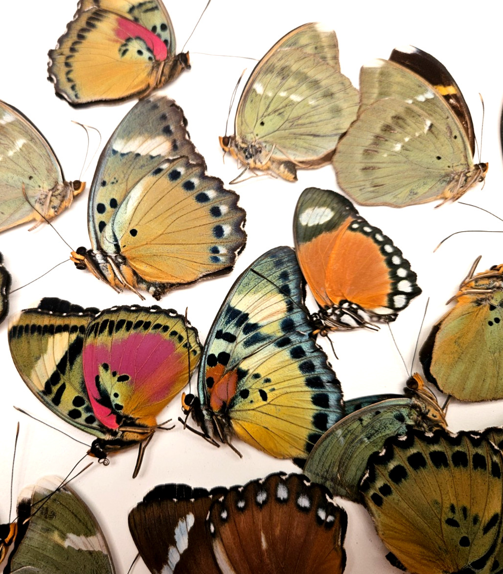 LOT of TWENTY FIVE ( 25 ) Euphaedra Forester Assortment, 8 Species Unspread
