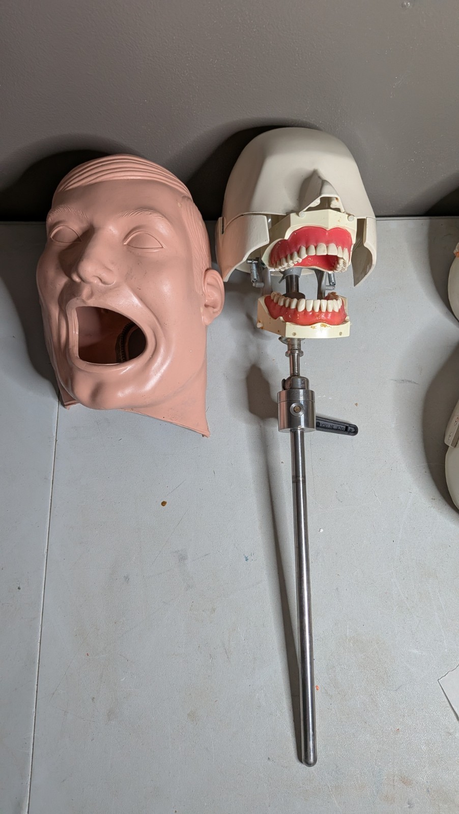 VTG Columbia Dentoform Dental Phantom Head Display W/ Pole Metal Shroud (#9)