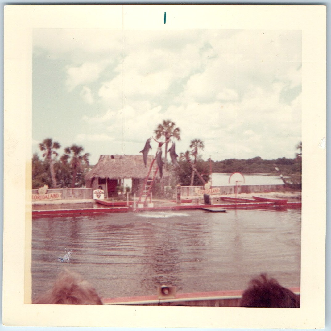 c1960s Floridaland Osprey FL Dolphin Show Porpoise Jump Amusement Park Photo Vtg
