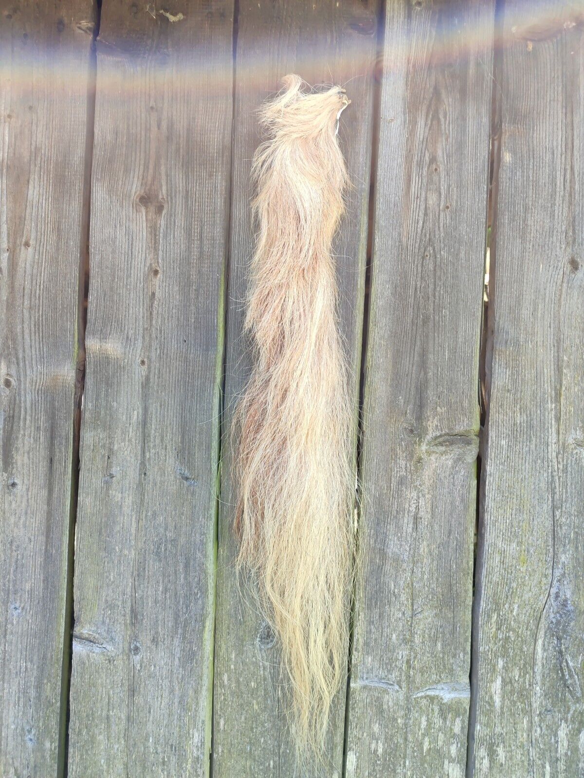 White Real Natural Horse Tail. Taxidermy. Measures Approximately 90 Cm Long.