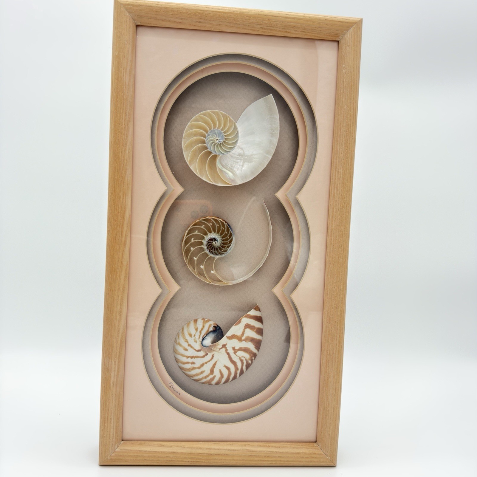 RARE Vintage Nautilus Pompilius Sliced Seashell Shadow Box Wood Frame Signed RARE Vintage Nautilus Pompilius Sliced Seashell Shadow Box Wood Frame Signed
