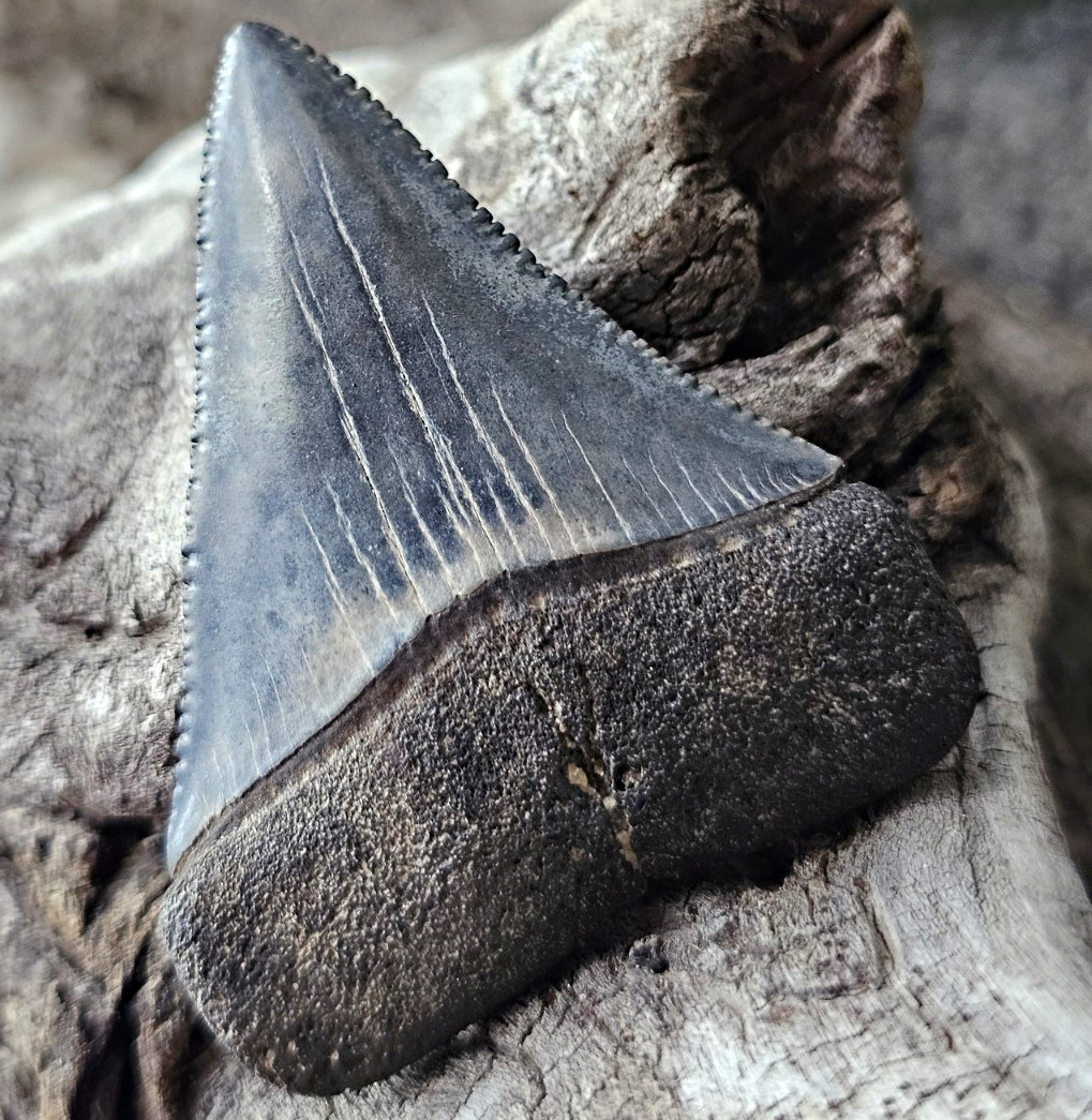 Great White Fossil Shark Tooth
