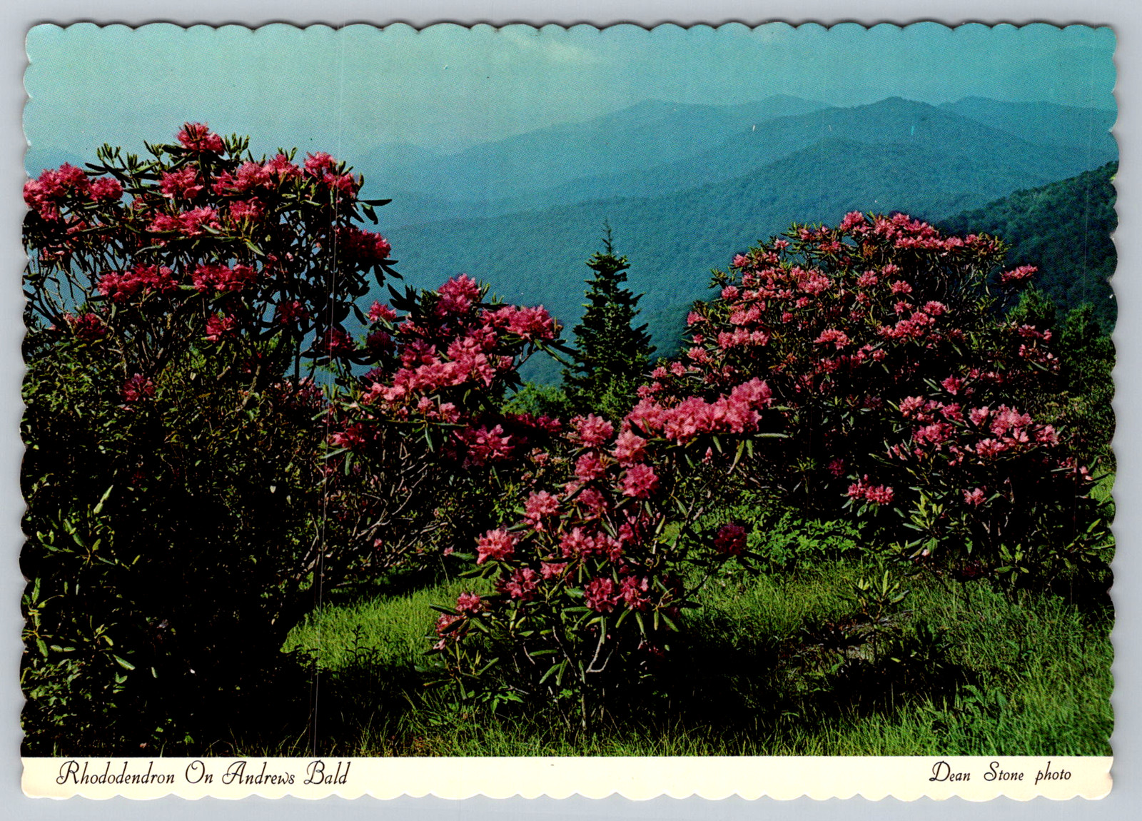 c1960s Andrews Bald Great Smoky Mountains Dexter Press Postcard